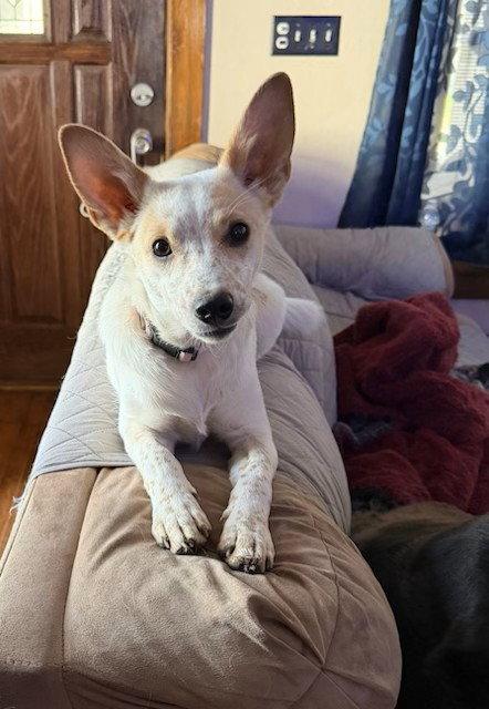 **CUPID**, Adoptable, Puppy Female Australian Cattle Dog / Blue Heeler & Australian Shepherd.