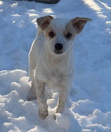 Enlarge **CUPID**, a Adoptable mixed breed in North Prairie, WI image 3/3
