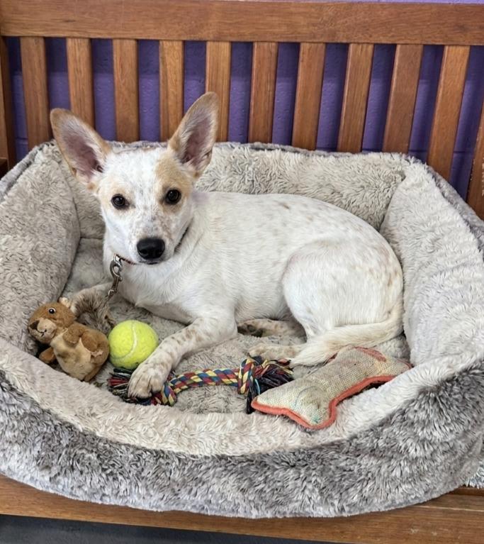 Enlarge **CUPID**, a Adoptable mixed breed in North Prairie, WI image 2/3