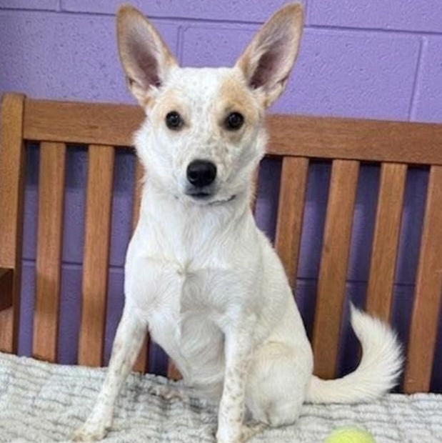 Enlarge **CUPID**, a Adoptable mixed breed in North Prairie, WI image 3/3