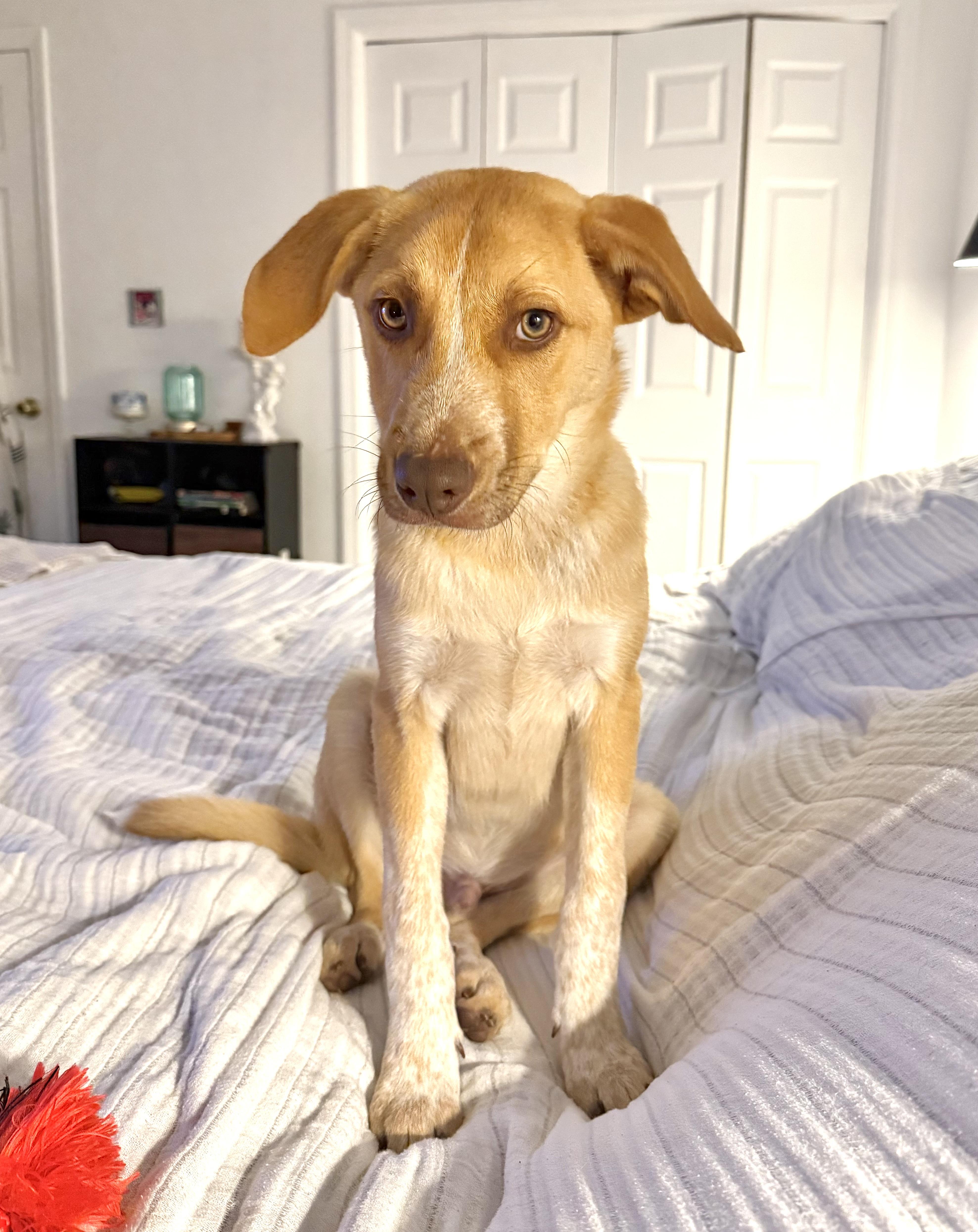 Enlarge Cashew, a Adoptable mixed breed in Lutz, FL image 1/6