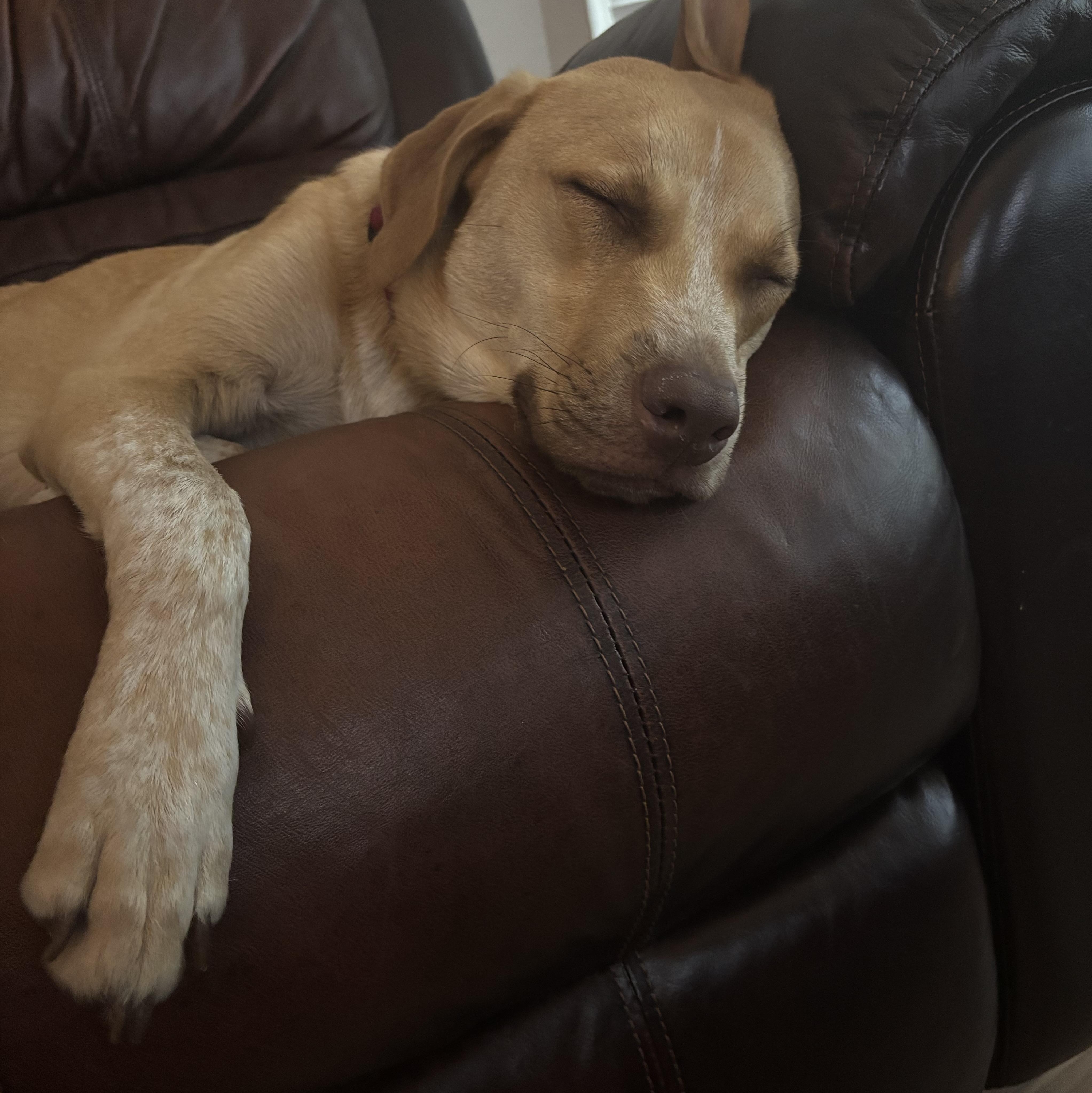 Enlarge Cashew, a Adoptable mixed breed in Lutz, FL image 2/6