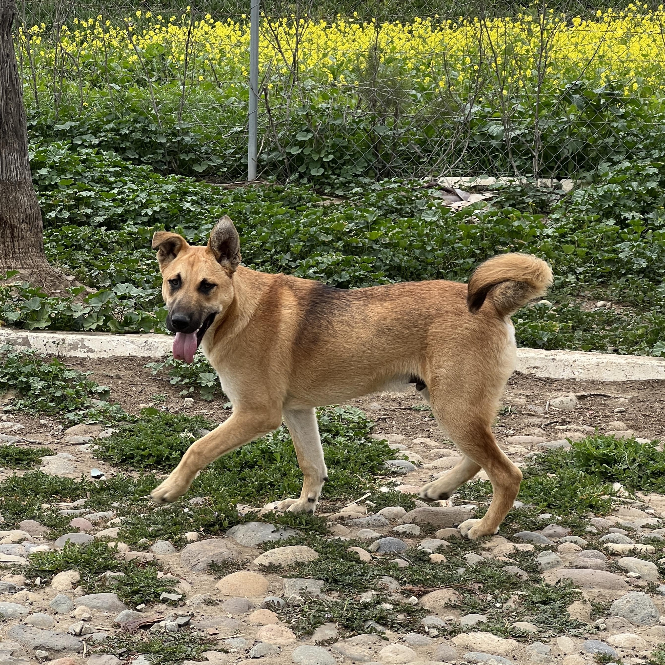 Snickerdoodle, Adoptable, Young Male German Shepherd Dog.