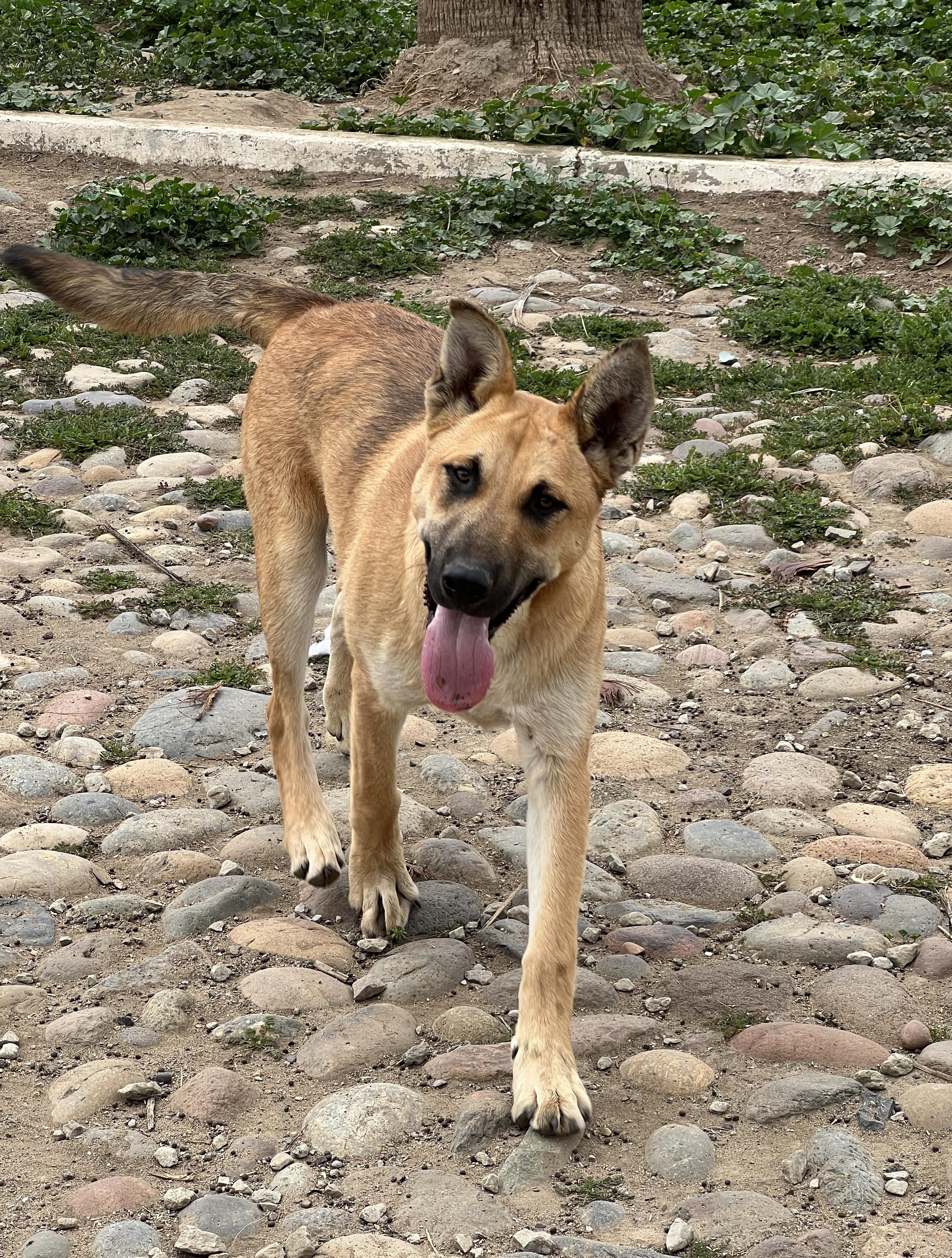 Snickerdoodle, a Adoptable mixed breed in Carlsbad, CA image 3/3