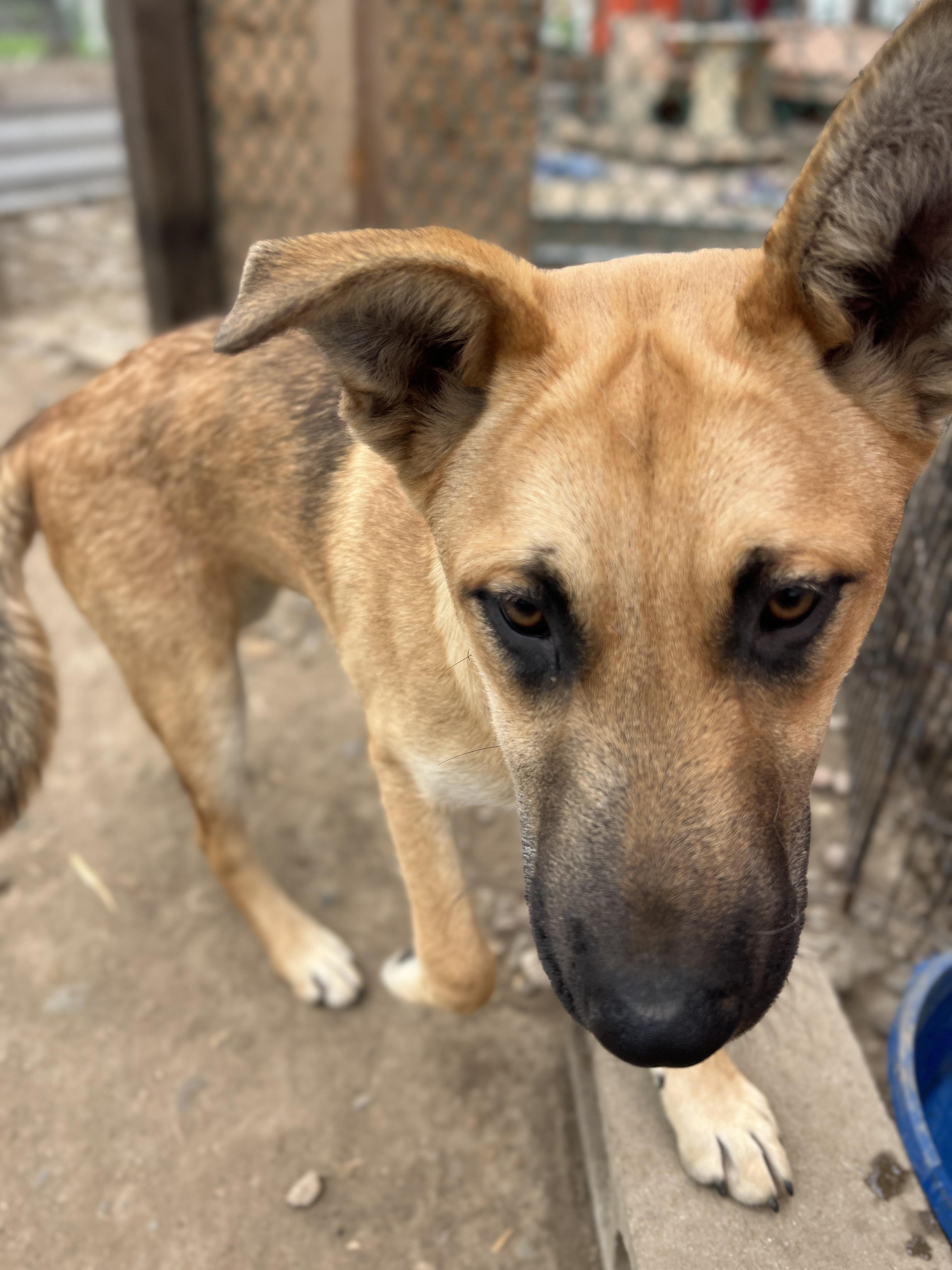 Snickerdoodle, a Adoptable mixed breed in Carlsbad, CA image 2/3