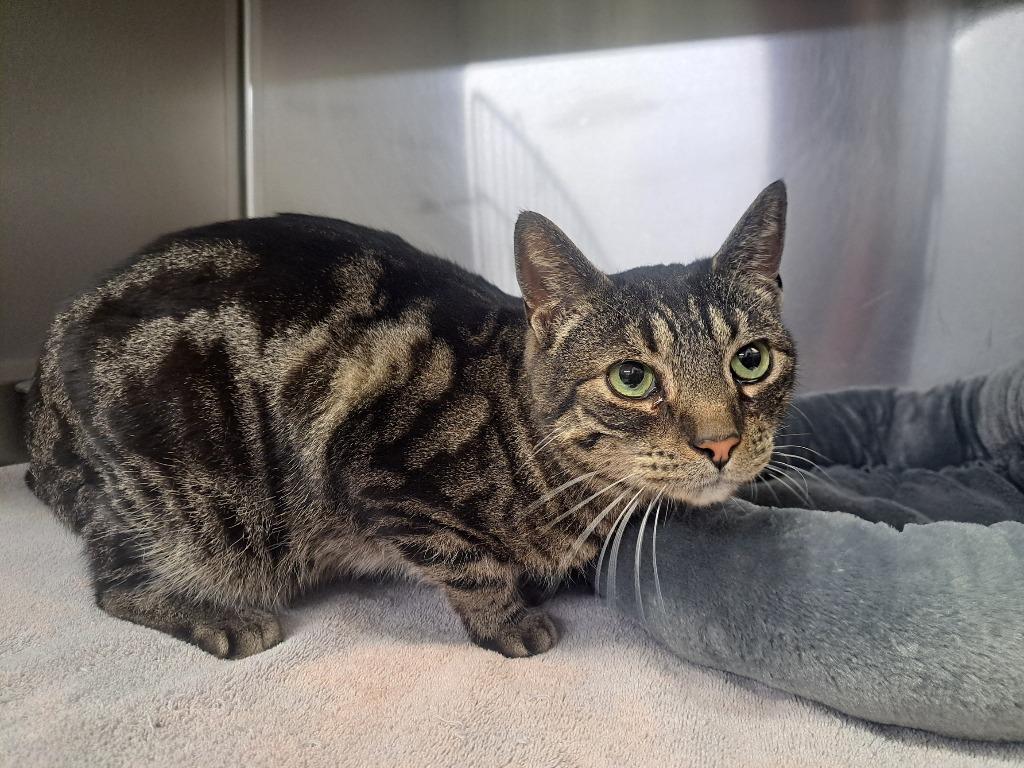 Enlarge Jasper, a Adoptable mixed breed in Murray, KY image 1/1