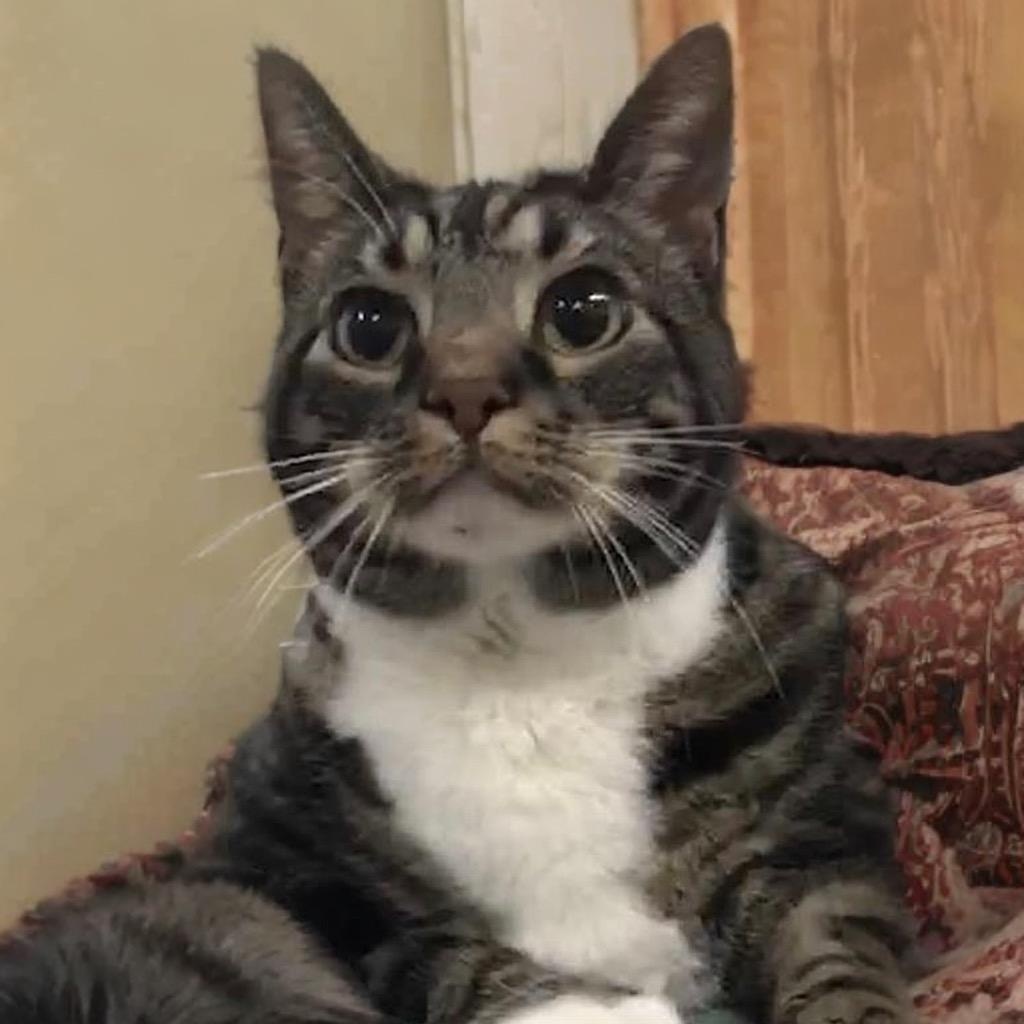 Enlarge Theodore, a ADOPTABLE Domestic Short Hair in Prince Frederick, MD image 2/5