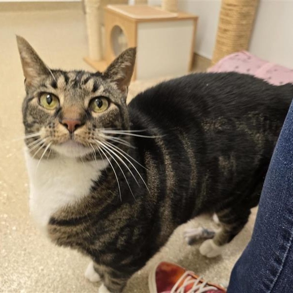 Enlarge Theodore, a ADOPTABLE Domestic Short Hair in Prince Frederick, MD image 1/5