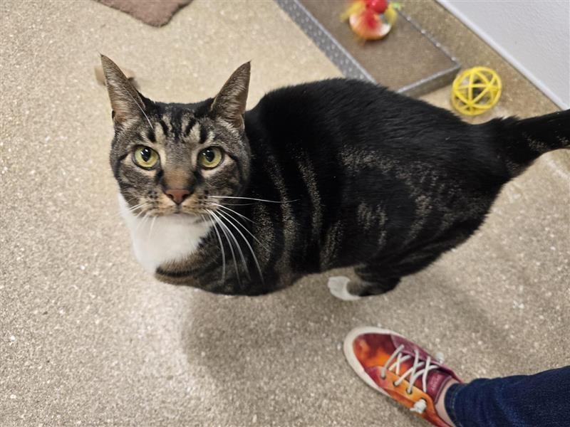 Enlarge Theodore, a ADOPTABLE Domestic Short Hair in Prince Frederick, MD image 3/5