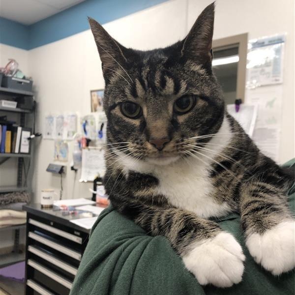 Enlarge Theodore, a ADOPTABLE Domestic Short Hair in Prince Frederick, MD image 5/5