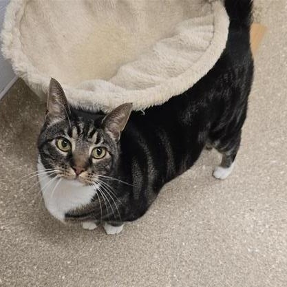 Enlarge Theodore, a ADOPTABLE Domestic Short Hair in Prince Frederick, MD image 4/5