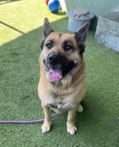 Enlarge VELLA, a Adoptable German Shepherd Dog in Los Angeles, CA image 1/1