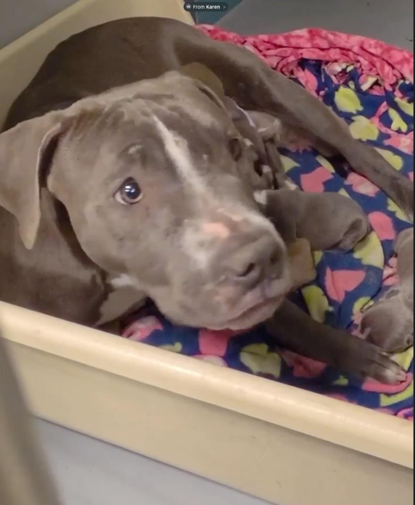 Drummer, Adoptable, Adult Female Pit Bull Terrier.