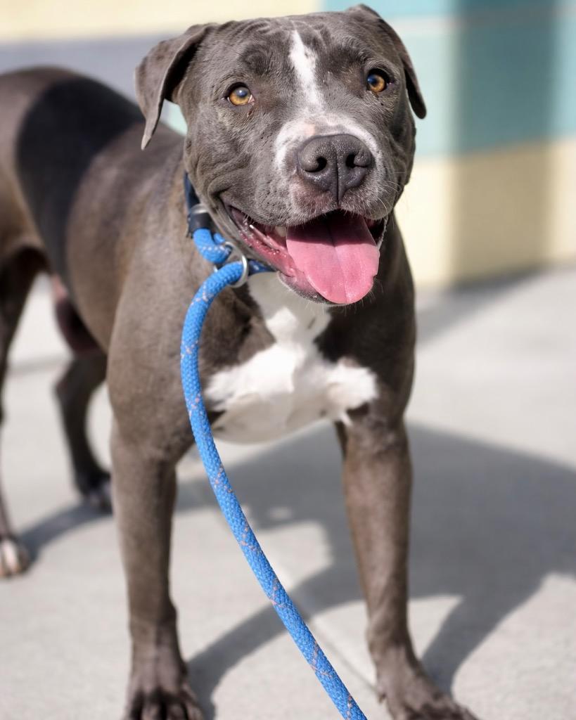 Enlarge Drummer, a Adoptable Pit Bull Terrier in Reno, NV image 2/5