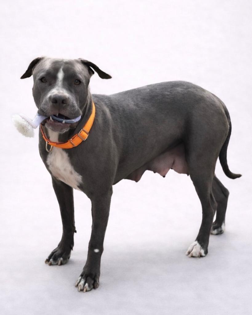 Enlarge Drummer, a Adoptable Pit Bull Terrier in Reno, NV image 4/6