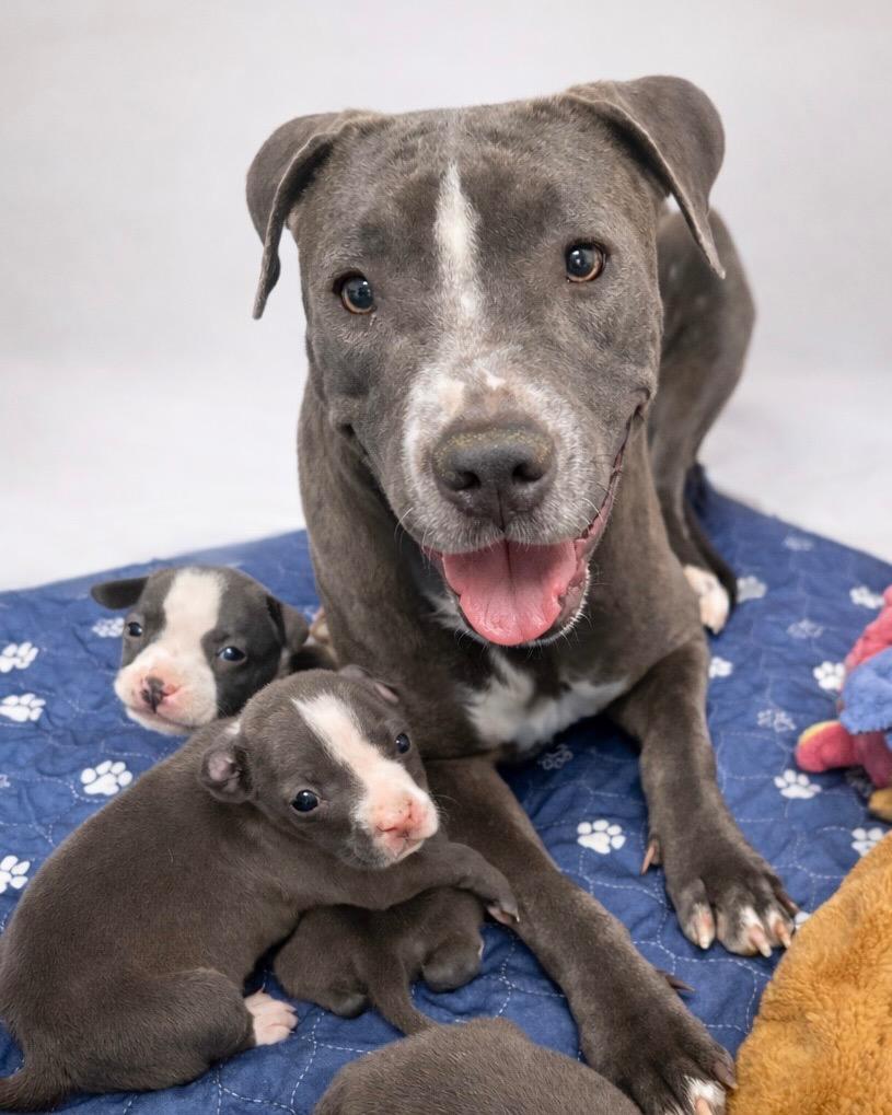 Enlarge Drummer, a Adoptable Pit Bull Terrier in Reno, NV image 4/5