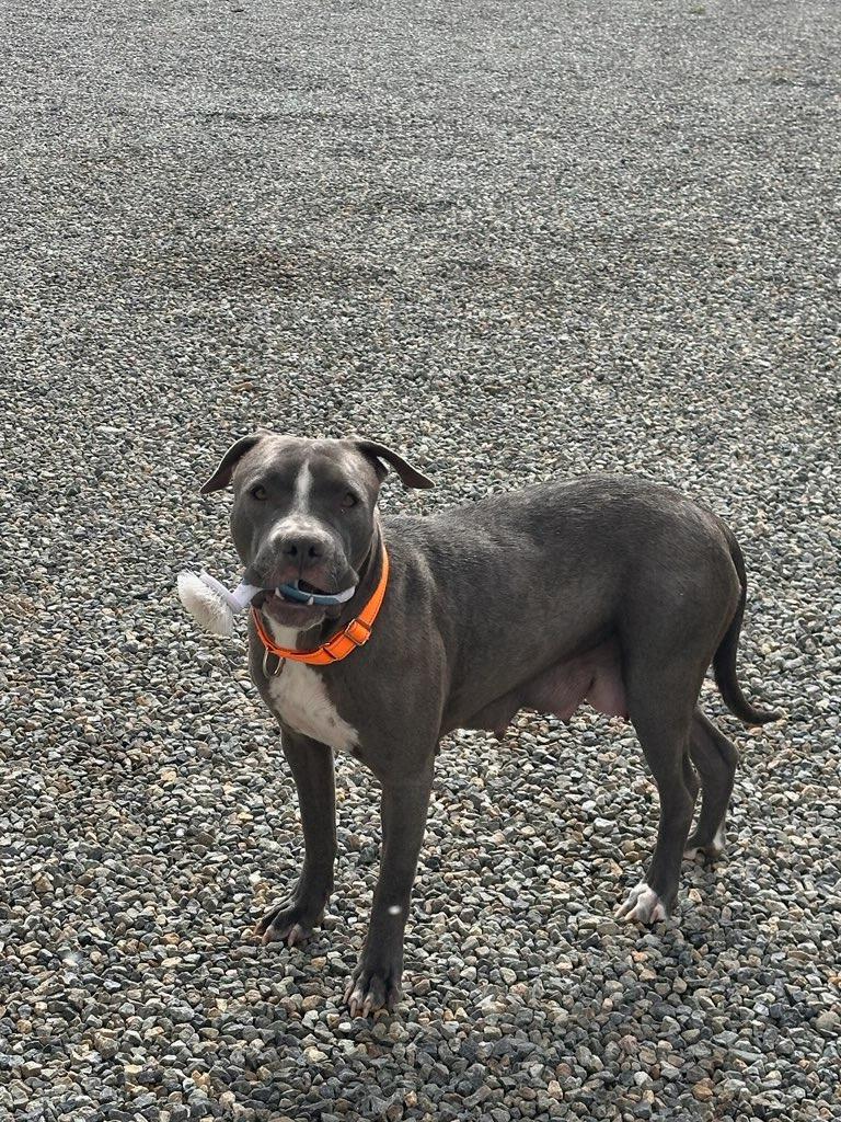 Enlarge Drummer, a Adoptable Pit Bull Terrier in Reno, NV image 5/5