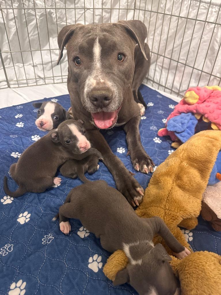 Enlarge Drummer, a Adoptable Pit Bull Terrier in Reno, NV image 4/4