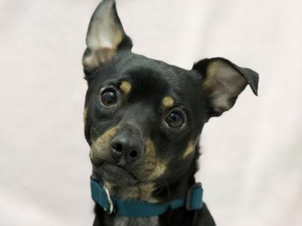 Henry, Adoptable, Adult Male Chihuahua.