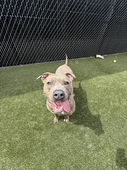 Hazelnut, Adoptable, Adult Female Mixed Breed & Mixed Breed.