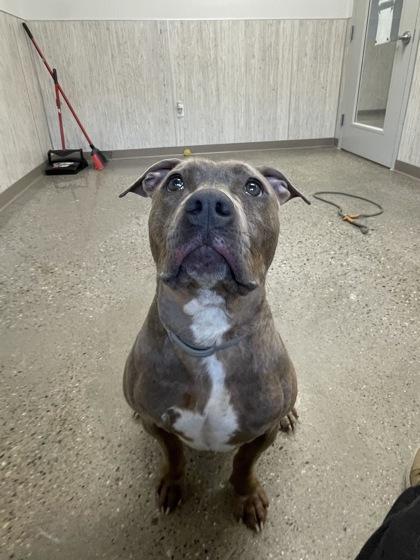 Hazelnut, a Adoptable mixed breed in Lafayette, IN image 1/3