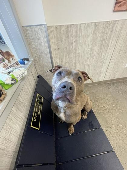 Hazelnut, a Adoptable mixed breed in Lafayette, IN image 2/3