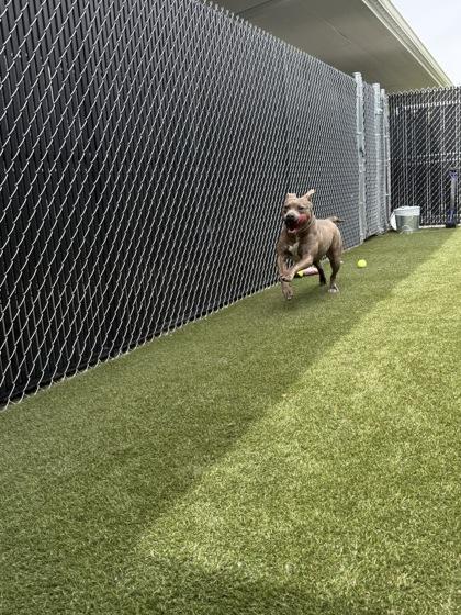 Hazelnut, a Adoptable mixed breed in Lafayette, IN image 1/2