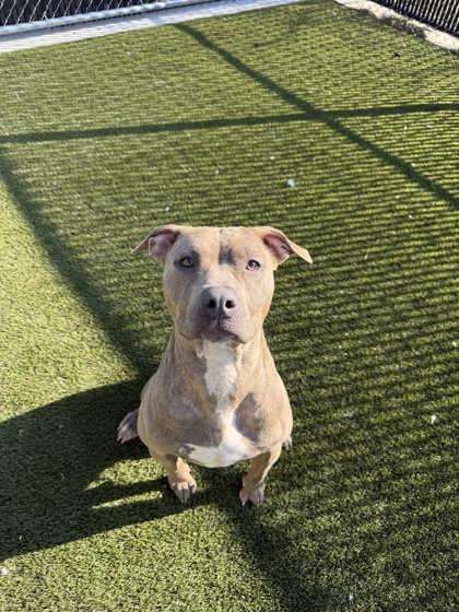 Hazelnut, Adoptable, Adult Female Mixed Breed & Mixed Breed.