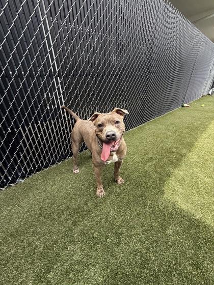 Hazelnut, a Adoptable mixed breed in Lafayette, IN image 2/2