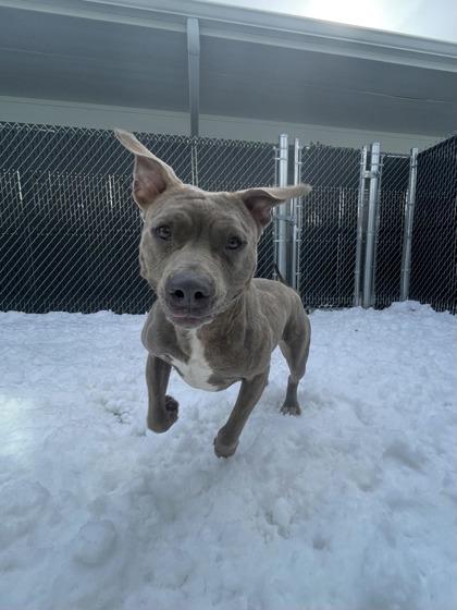 Enlarge Hazelnut, a Adoptable mixed breed in Lafayette, IN image 2/3