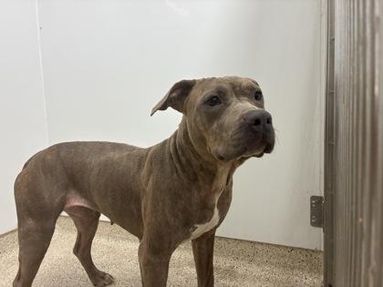 Enlarge Hazelnut, a Adoptable mixed breed in Lafayette, IN image 3/3