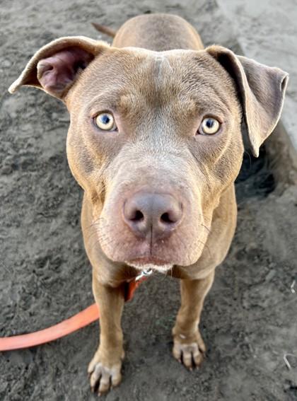 Enlarge Shun, a Adoptable mixed breed in Savannah, GA image 1/3