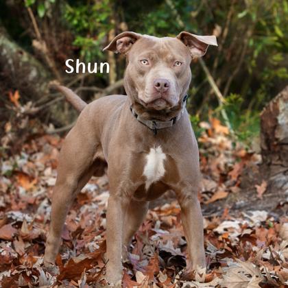 Enlarge Shun, a Adoptable mixed breed in Savannah, GA image 2/3
