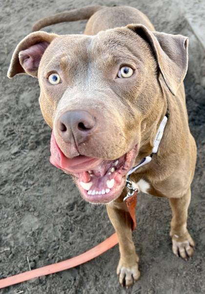 Enlarge Shun, a Adoptable mixed breed in Savannah, GA image 3/3