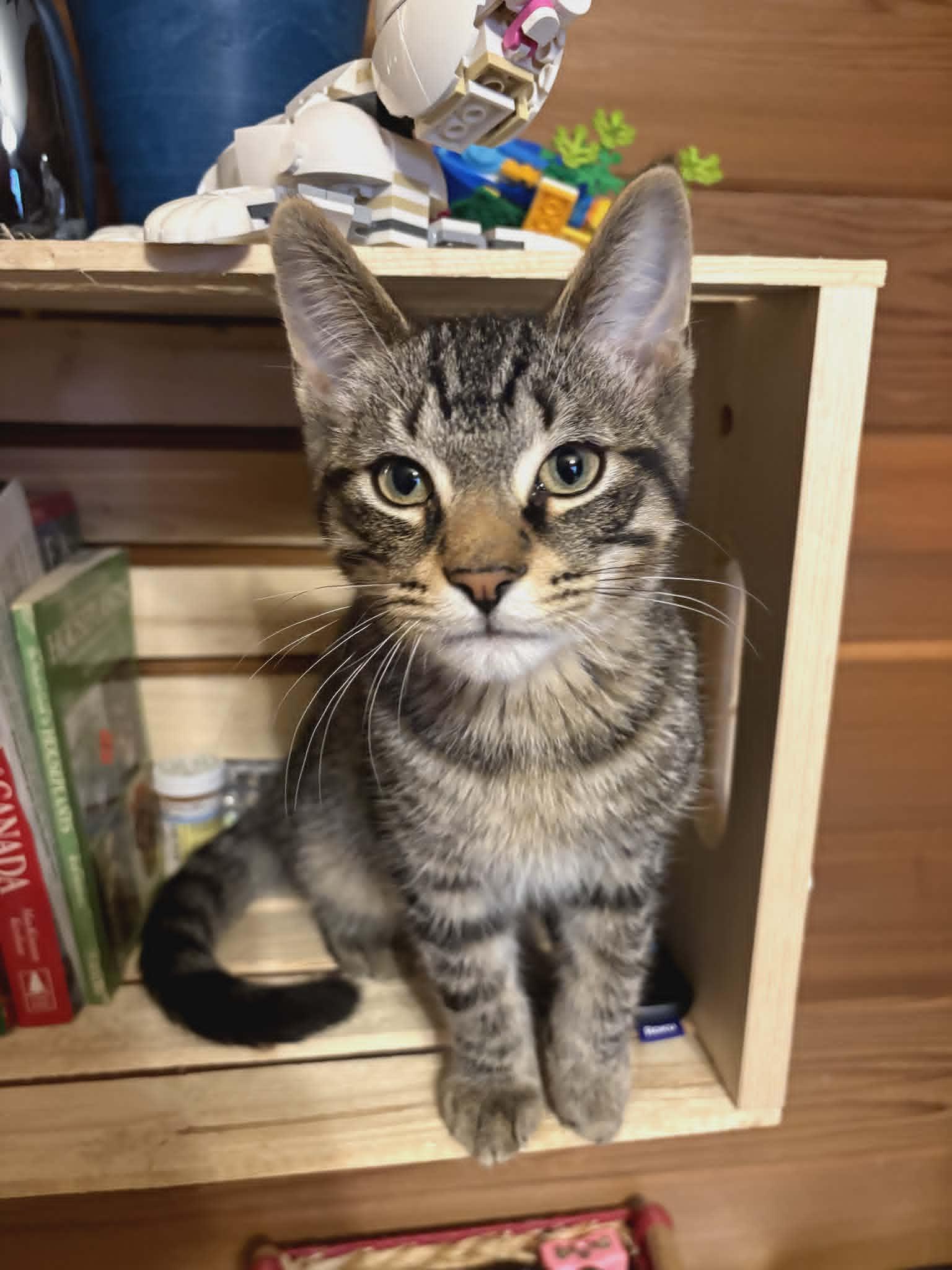 Enlarge Tiger, an adopted Domestic Short Hair in Shakespeare, ON image 1/1