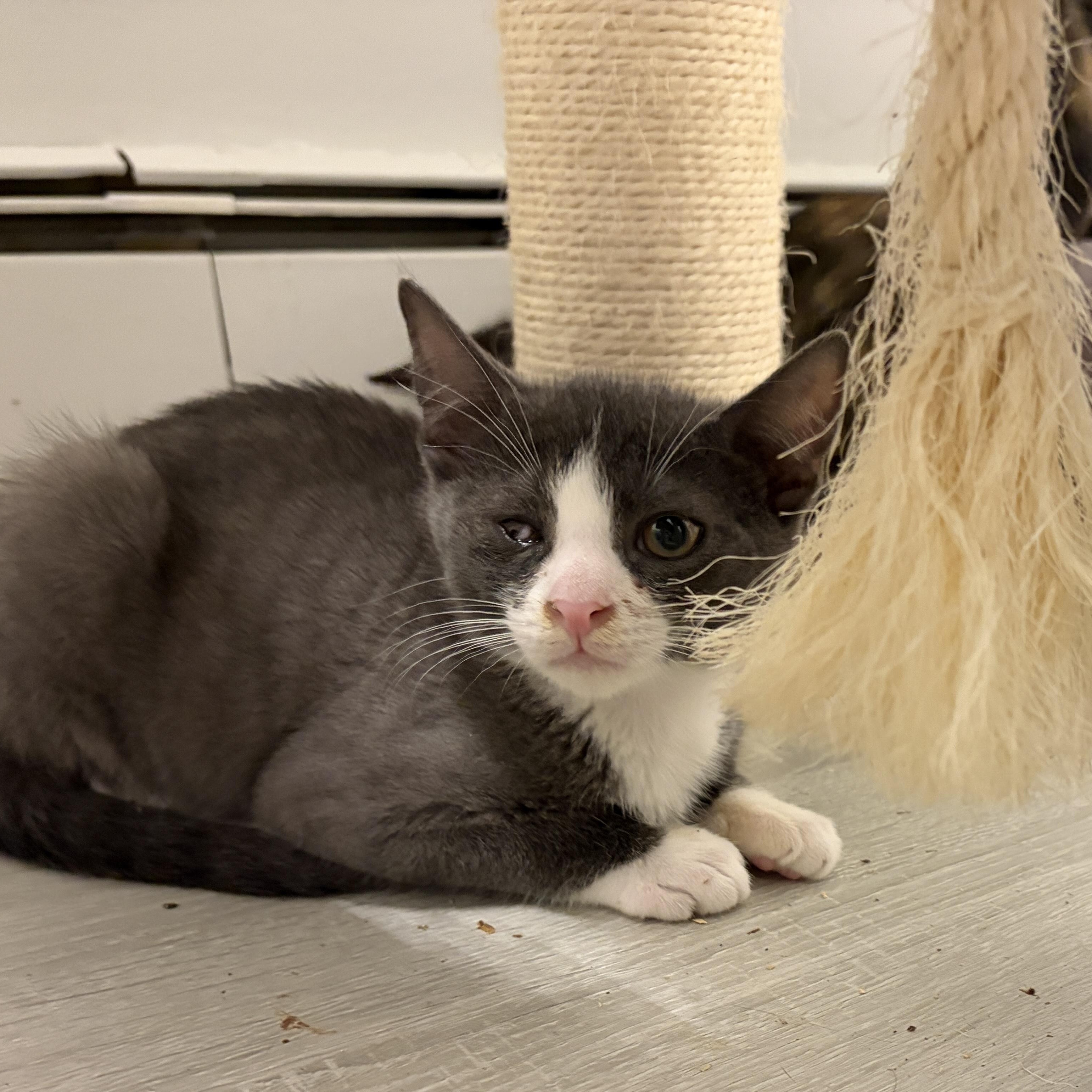 Levi, Adoptable, Kitten Male Domestic Short Hair.