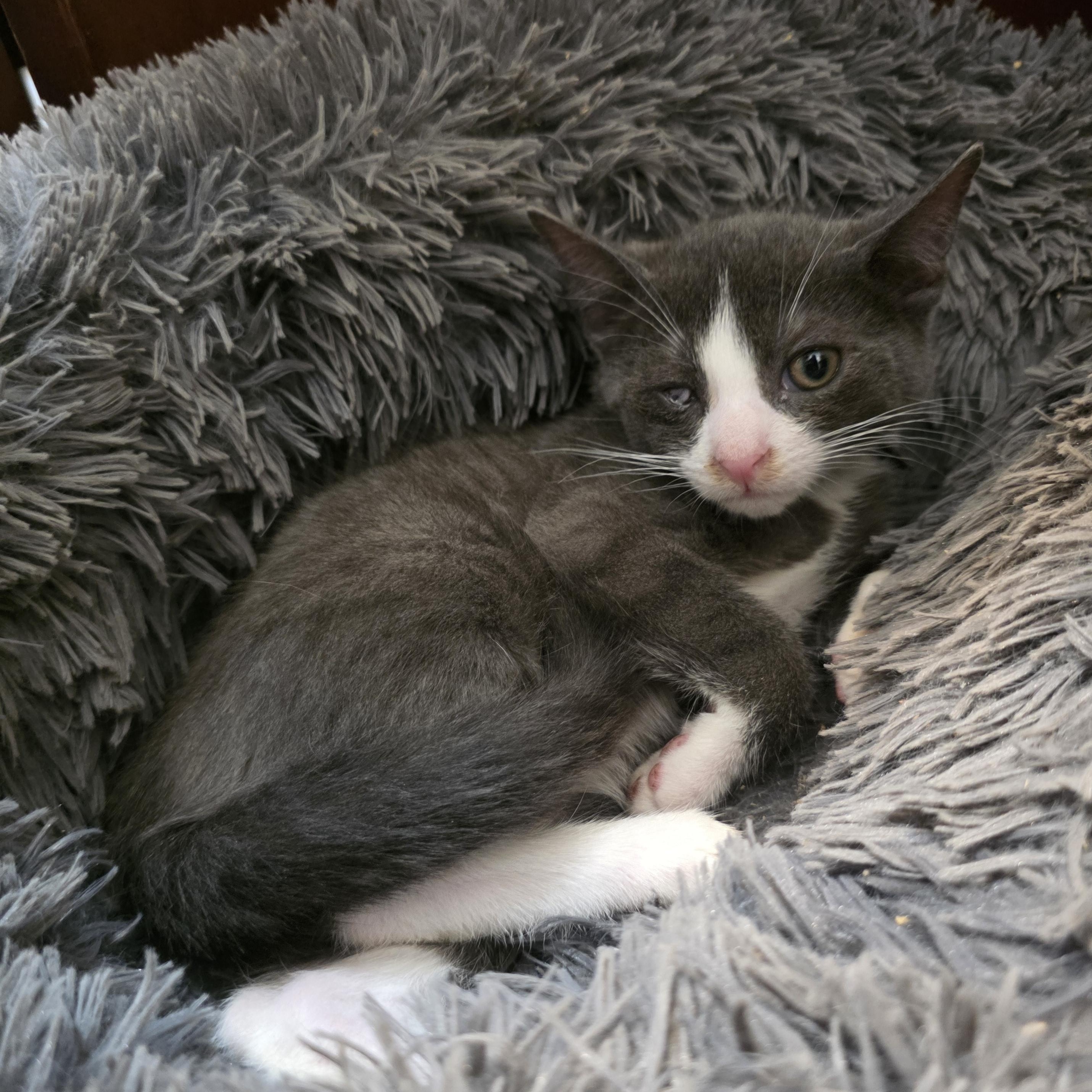 Levi, a Adoptable mixed breed in Moriches, NY image 2/2