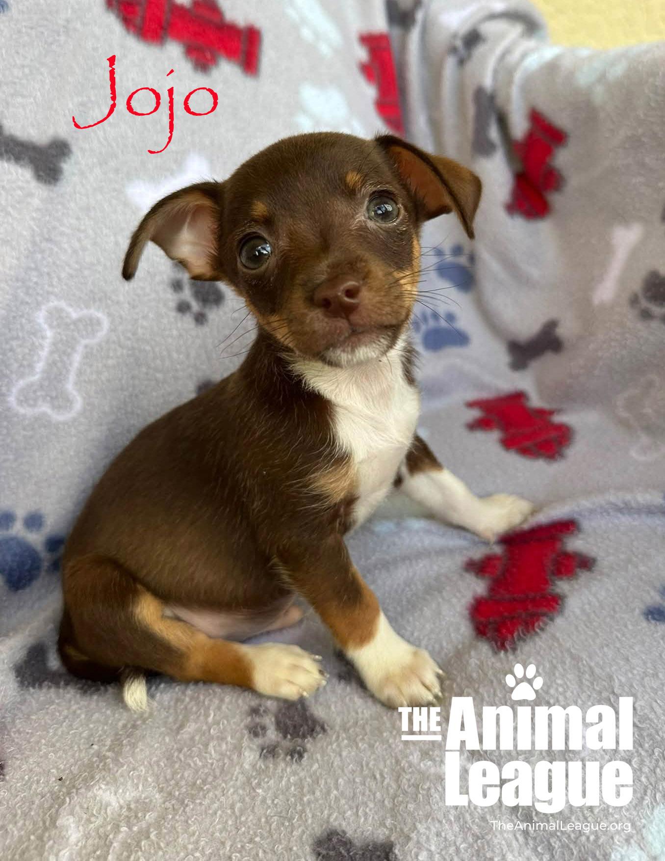 Jojo, Adopted, Puppy Male Chihuahua & Shih Tzu.