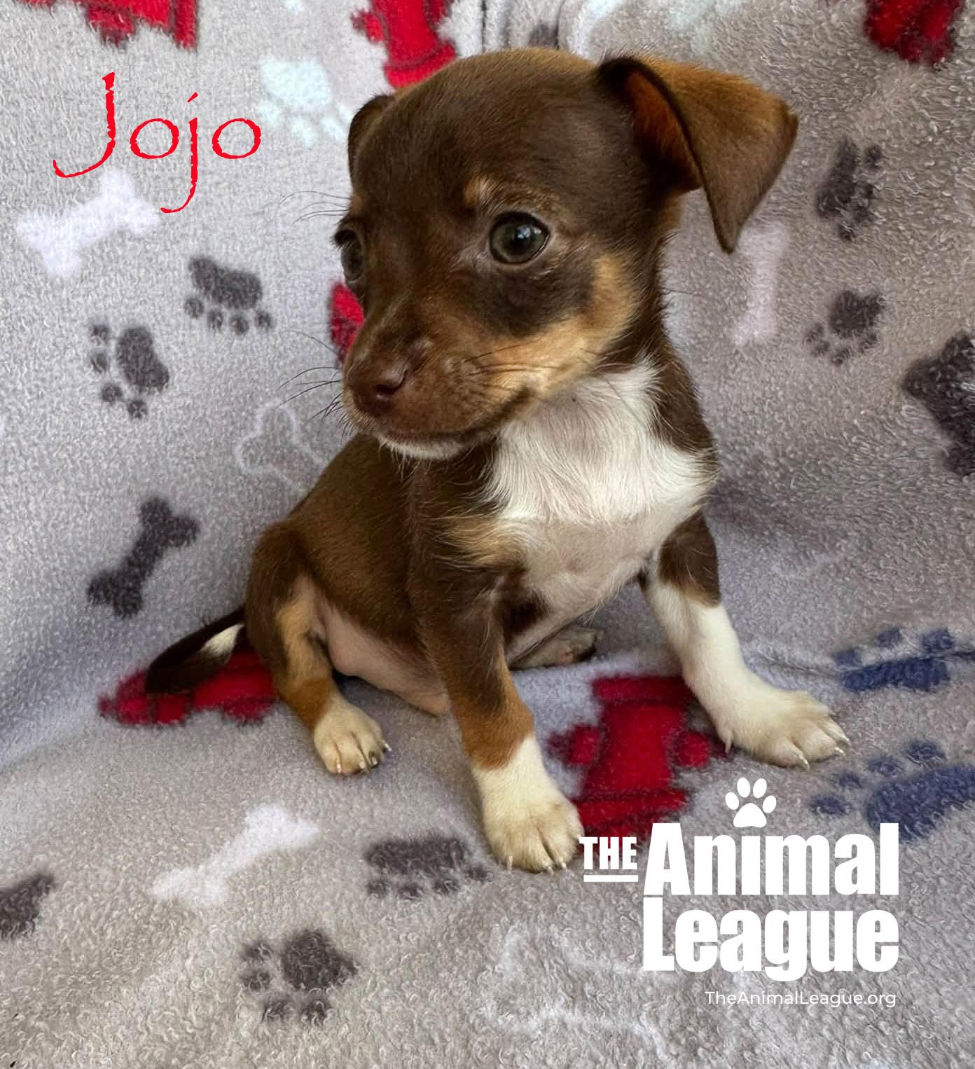 Enlarge Jojo, a Adopted mixed breed in Groveland, FL image 2/3