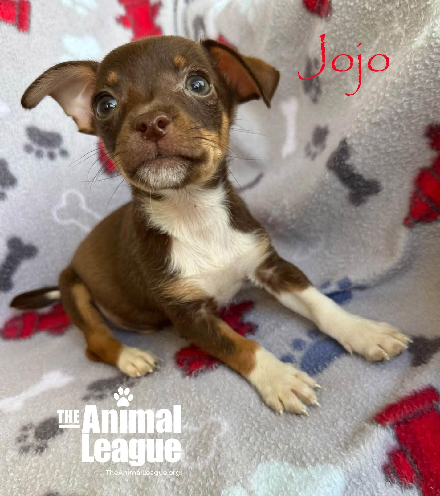 Enlarge Jojo, a Adopted mixed breed in Groveland, FL image 3/3