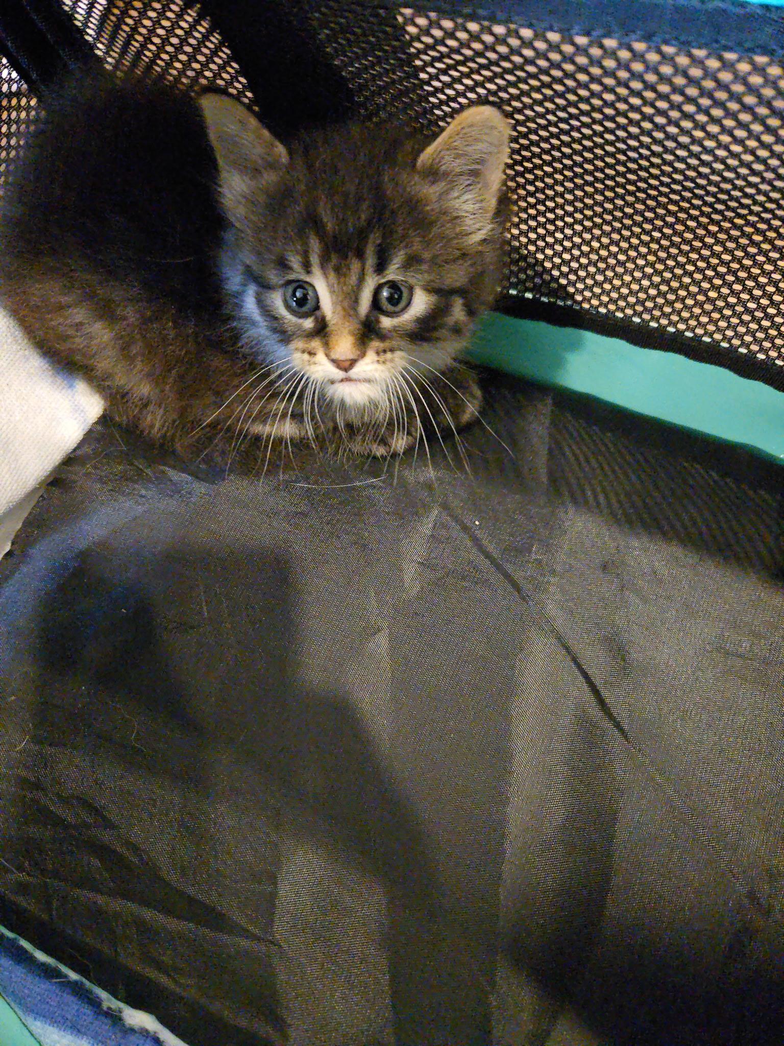Kai, ADOPTABLE, Kitten Male Domestic Short Hair & Tabby.