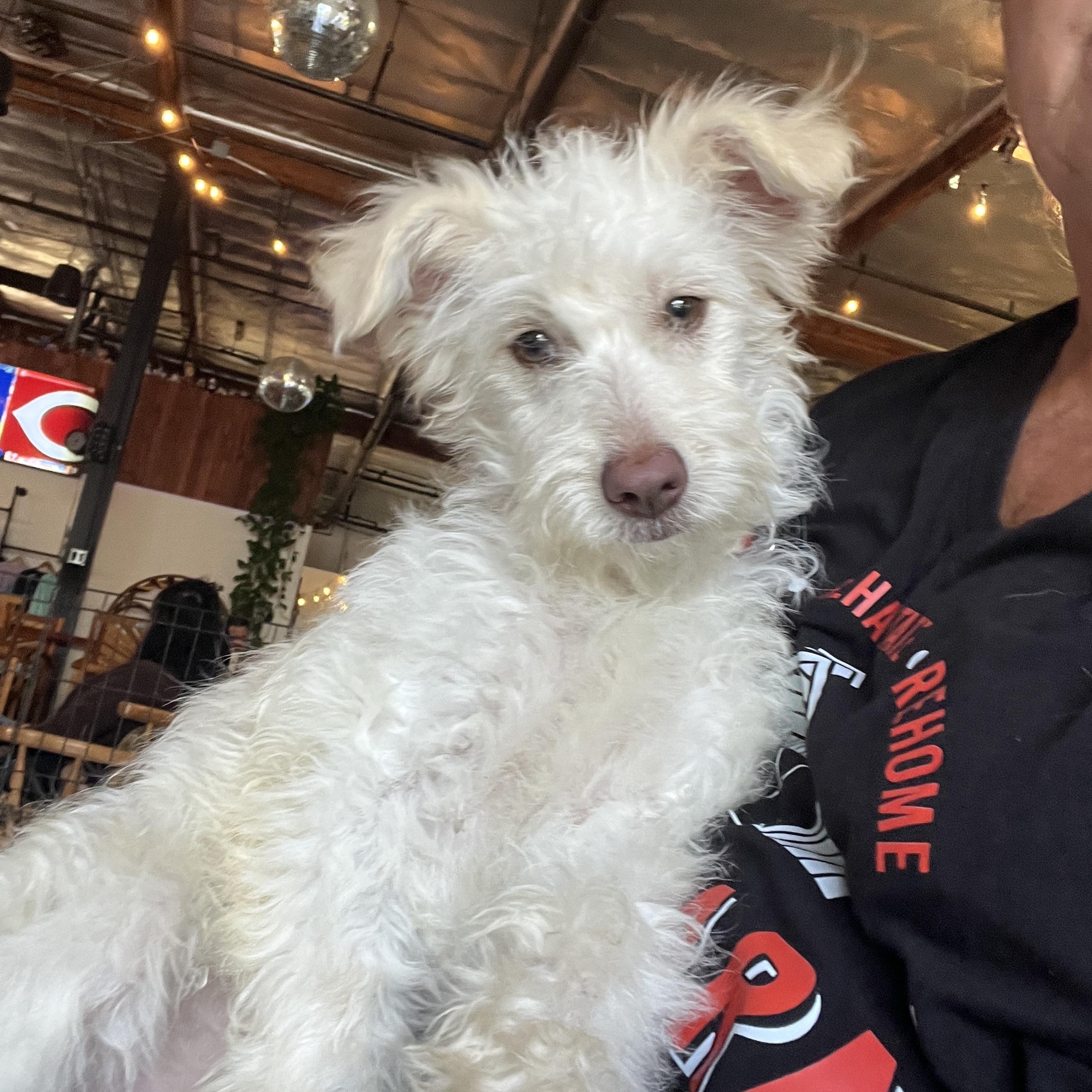 Nicole, ADOPTABLE, Young Female Miniature Poodle.