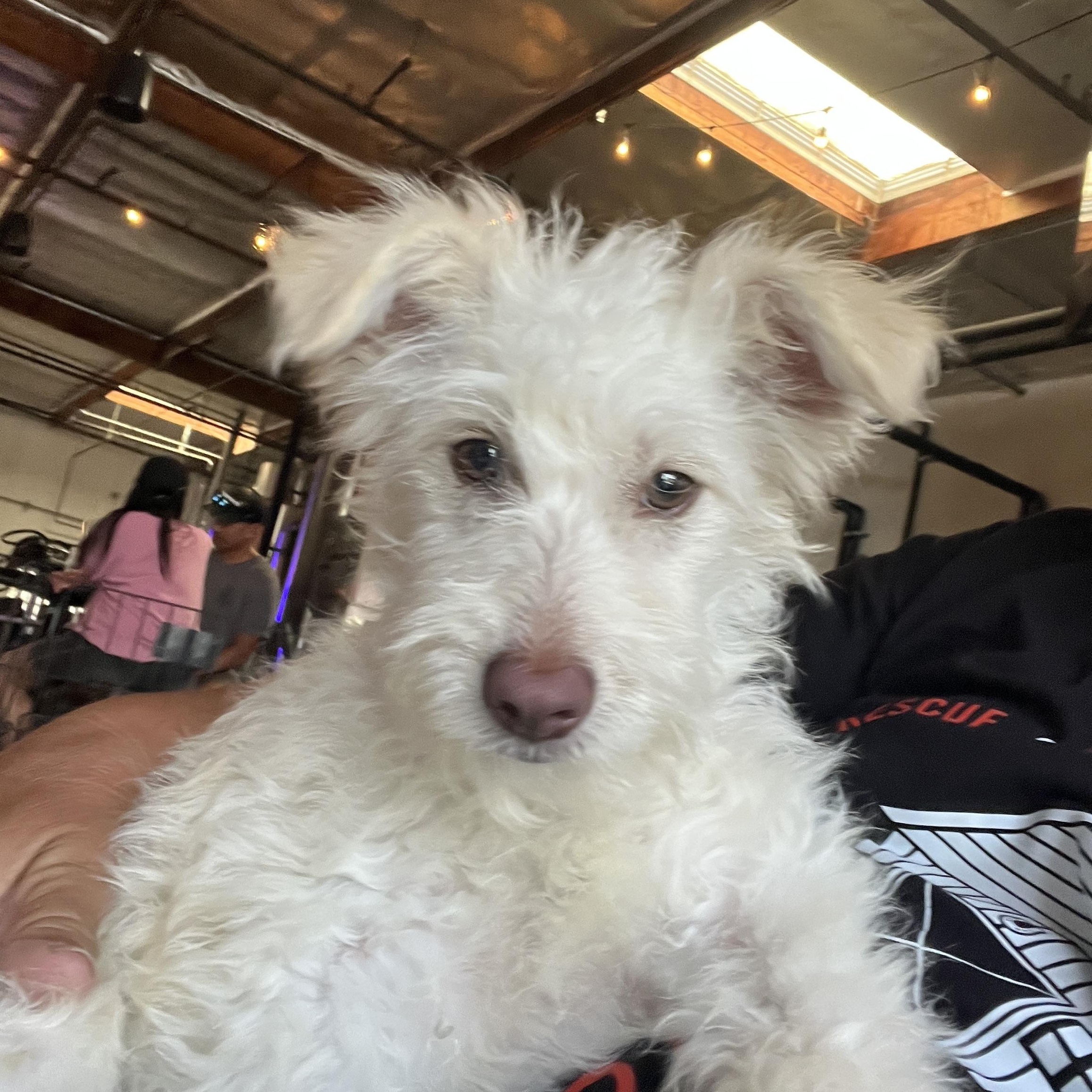 Enlarge Nicole, a ADOPTABLE mixed breed in Escondido, CA image 3/3