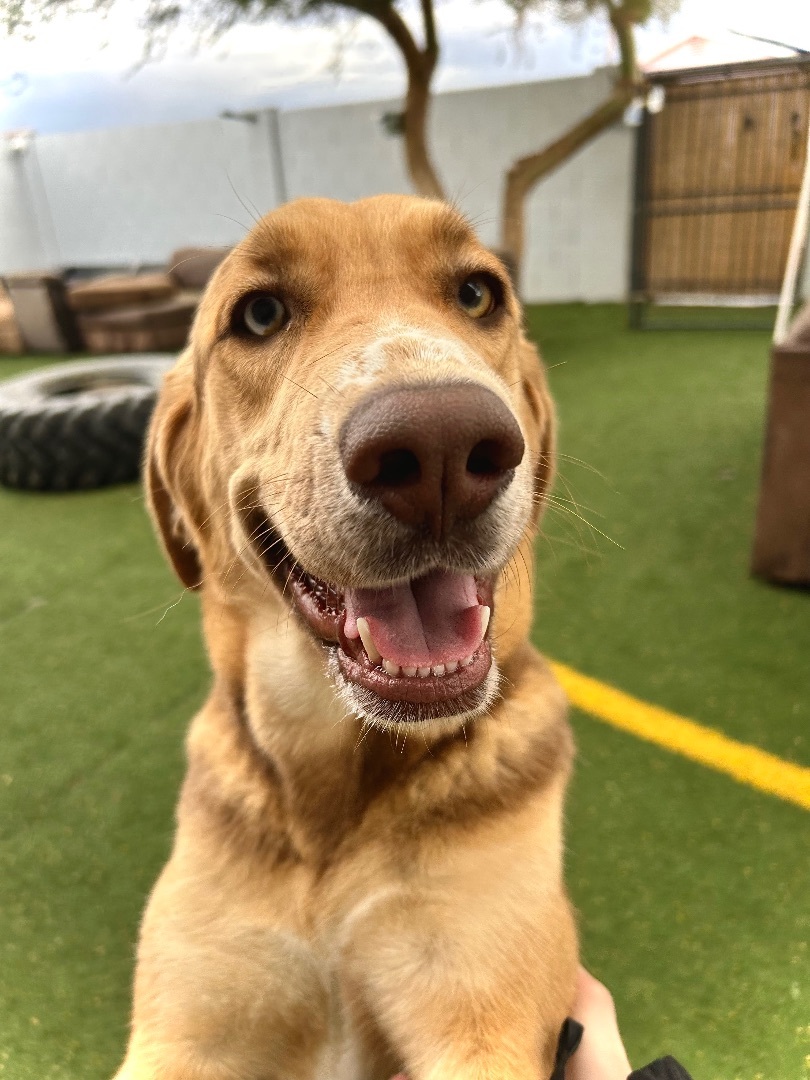 Daisy, Adopted, Young Female Husky & Bloodhound.