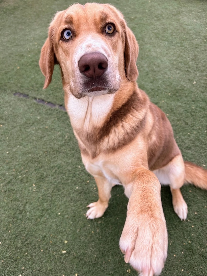 Daisy, a Adopted mixed breed in Queen Creek, AZ image 2/4