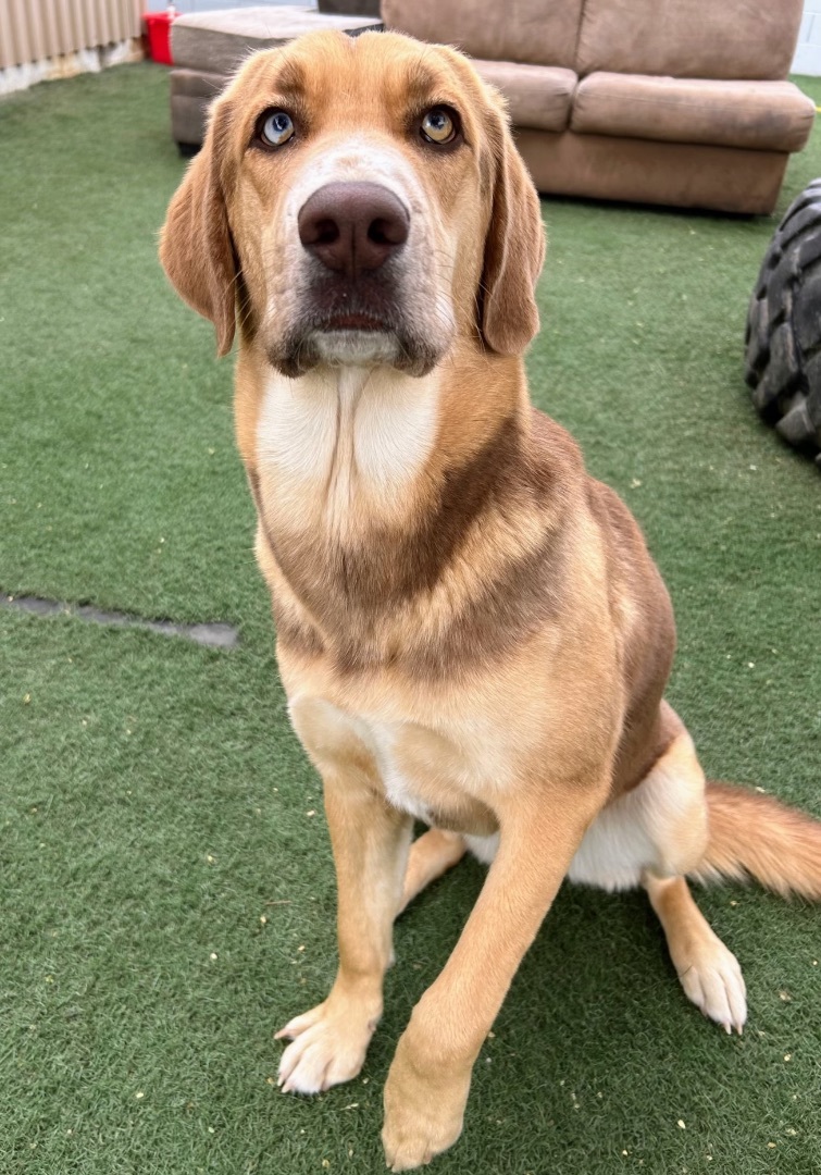 Daisy, a Adopted mixed breed in Queen Creek, AZ image 3/4