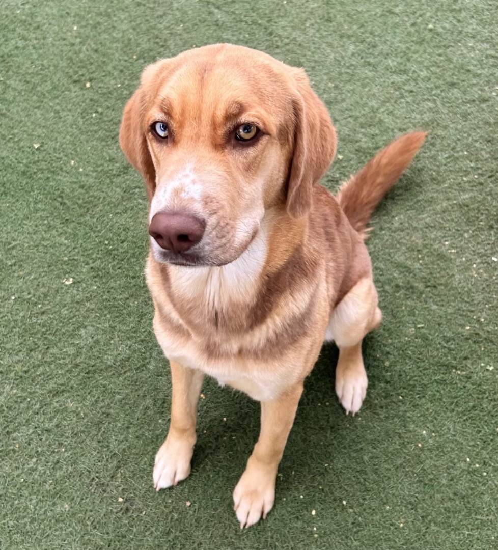 Daisy, a Adopted mixed breed in Queen Creek, AZ image 4/4