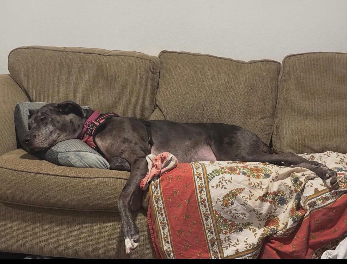 Enlarge Mia, a ADOPTABLE Great Dane in Austin, TX image 2/2