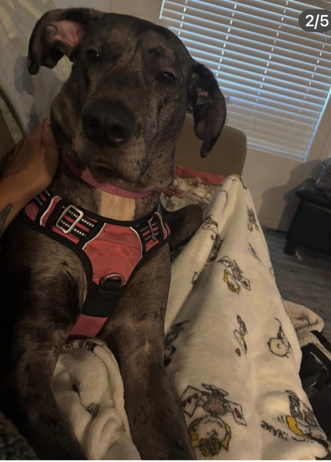 Enlarge Mia, a ADOPTABLE Great Dane in Austin, TX image 1/2