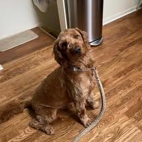 Enlarge Ryker, an adopted Goldendoodle in Westland, MI image 1/2